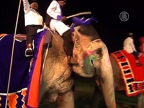 В Индии провели незаконный матч по поло на слонах
