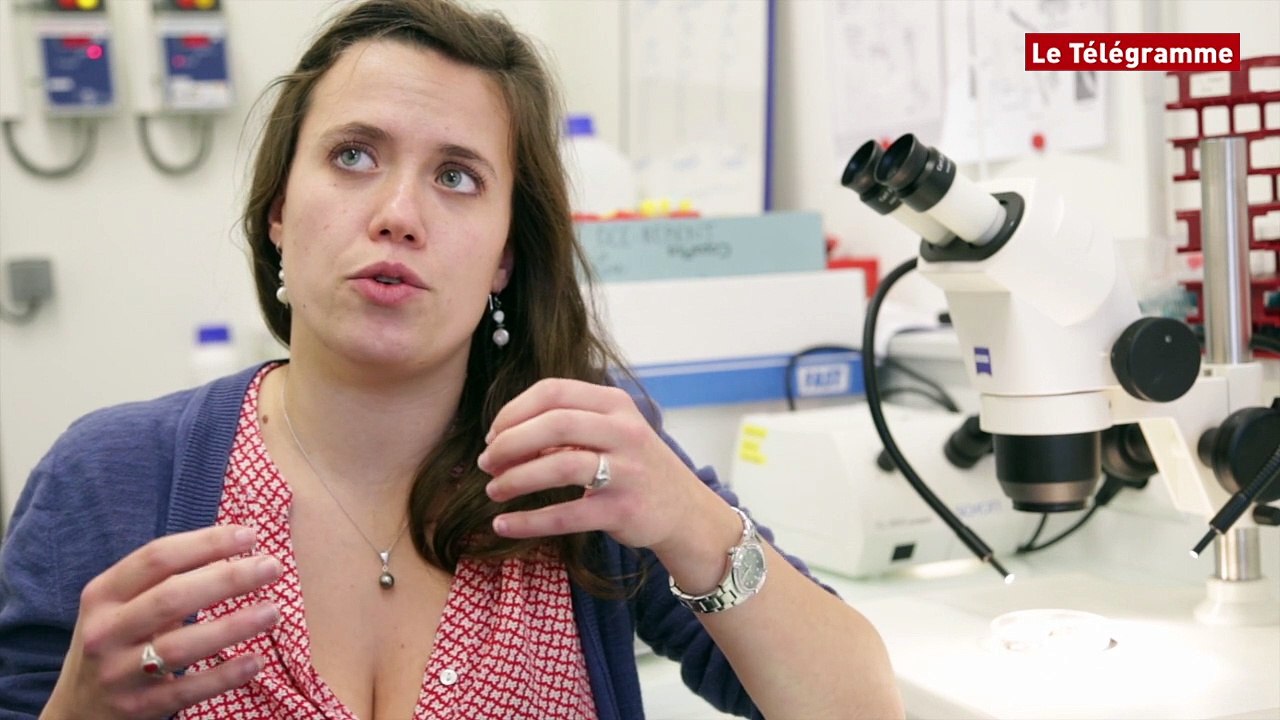 Température de la mer en Bretagne. Une étude en cours sur 200 ans