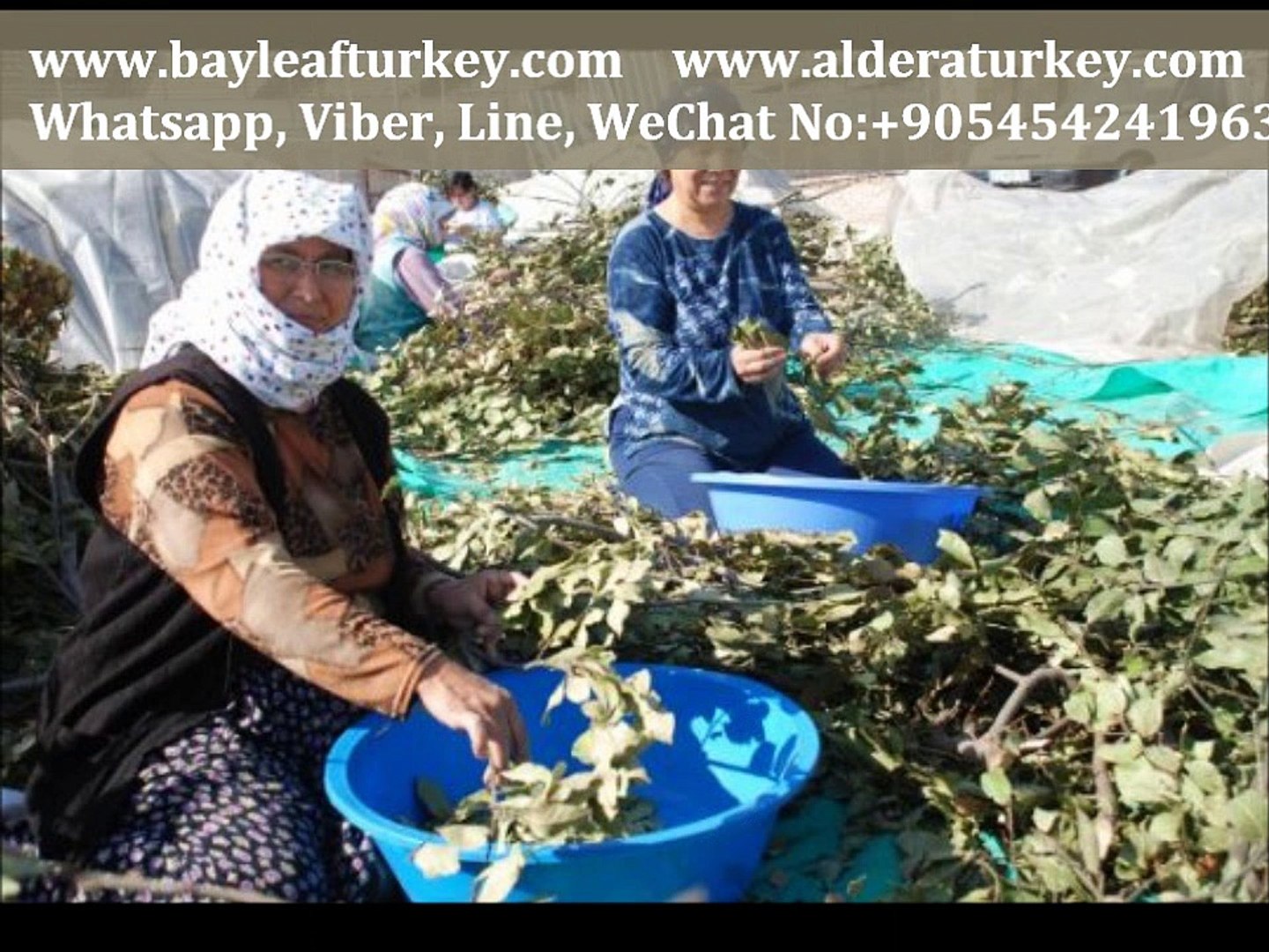 ⁣Turkish Bay Leaves Factory Turkey ALDERA