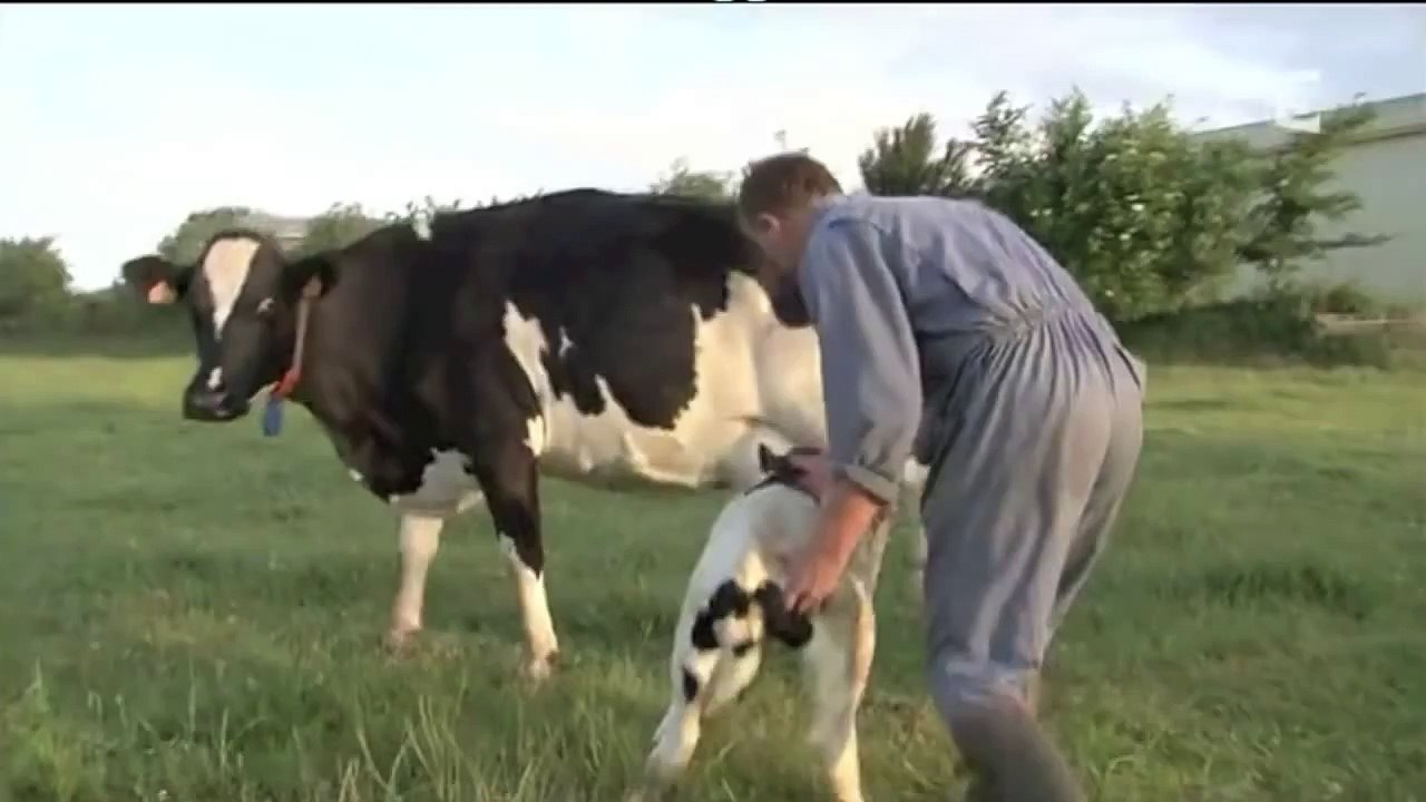 France 3 - Lait   séparation d'une vache et de son veau