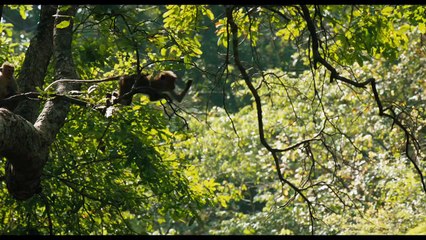 Monkey Kingdom Official Trailer #1 (2015) - Disneynature Documentary HD