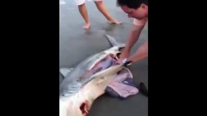 Man helps dead shark give birth to 3 babies
