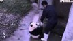 Panda Cub Steals Broom From Keeper