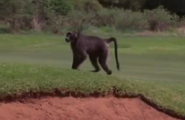 Un babouin s'invite sur un parcours de golf en pleine compétition