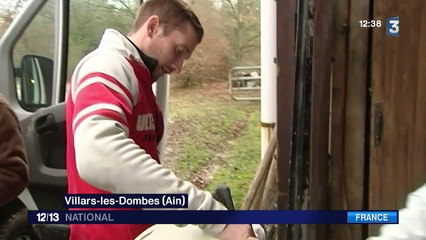 L'Ain se prépare à lutter contre la grippe aviaire