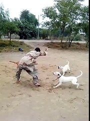Man Vs Dogs