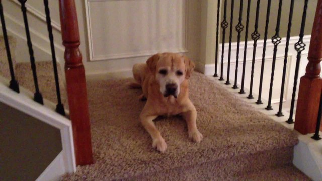 Clever dog finds hidden treats around the house