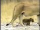 [BBC science documentaries 2014]  Crater Lions Of Ngorongoro Discovery Education Animals Full HD