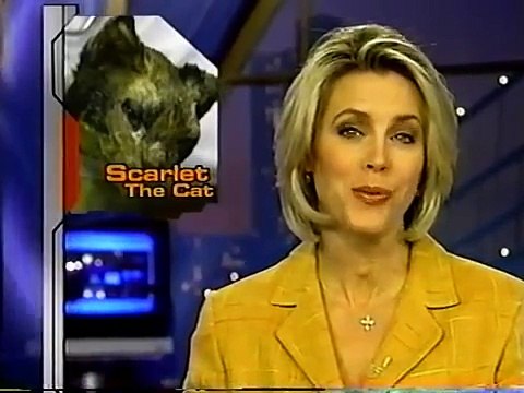 Une maman chat sauve ses 5 chatons d’un incendie