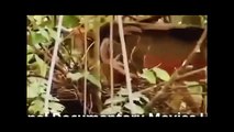 Full Documentary Discovery Channel Animals Amazing Creatures & Fish NatGeo Wild HD