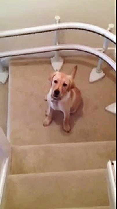 Un chiot labrador trop mignon descend des escaliers d'une drole de manière