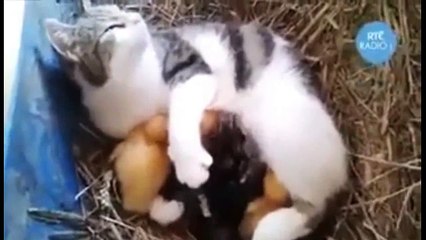 Qudrat ka kriahma (Cat Feed To Chicks)