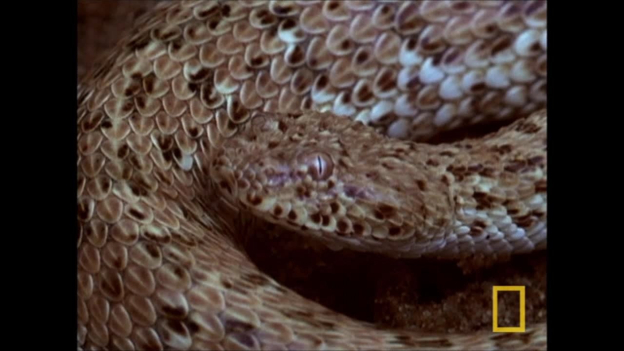 La survie de la vipère de Péringuey dans le désert [National Geographic]