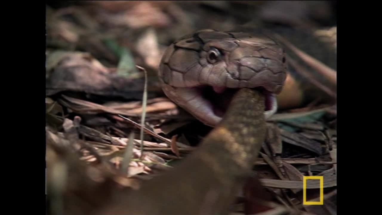 Le cobra royal, serpent cannibale [National Geographic]