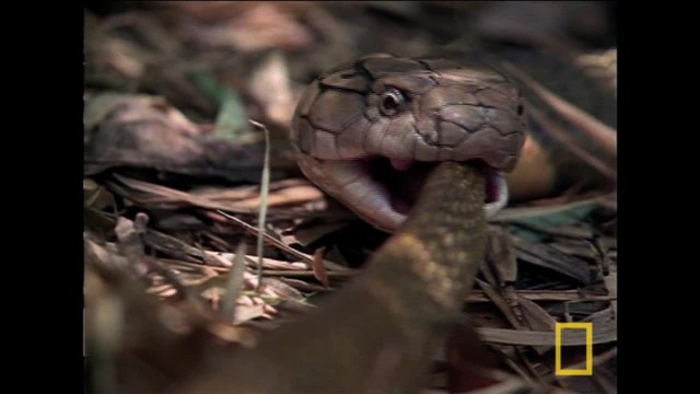 Le cobra royal, serpent cannibale [National Geographic]