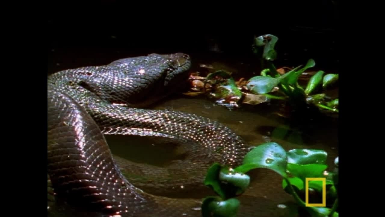 Anaconda : la chasse du super prédateur [National Geographic]