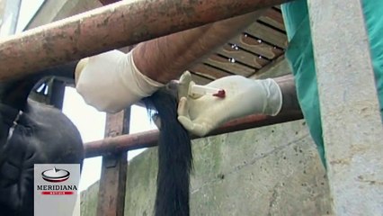 Скачать видео: Mozzarella di bufala DOP contraffatta nel casertano, veterinari iniettavano vaccino vietato agli animali