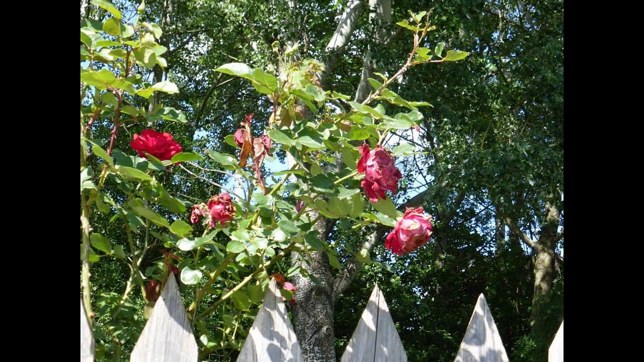 EVELYNE ANDILHAC : "Paris les Roses" (paroles et musique : Evelyne Andilhac)