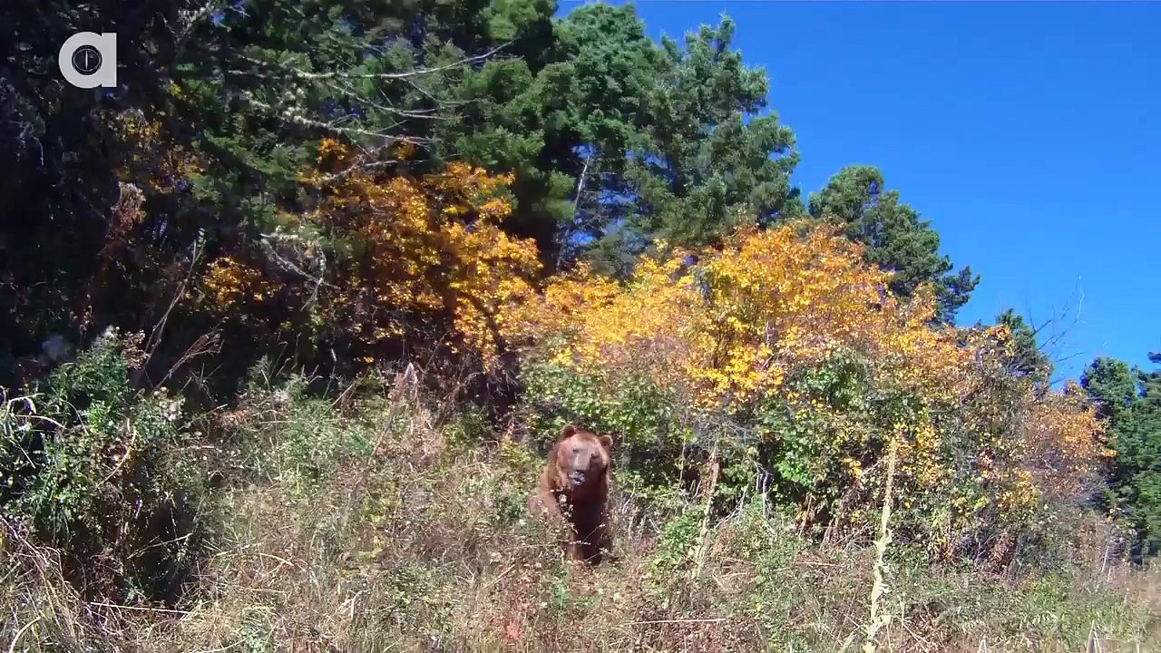 GRIZZLY BEAR ATTACK!