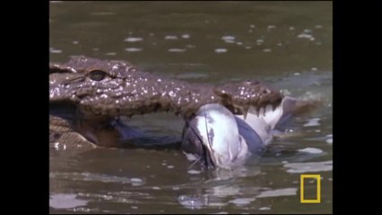 Crocodiles : à la chasse [National Geographic]