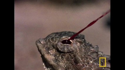 Un lézard qui projette du sang... par les yeux [National Geographic]