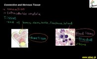 Connective  Tissues, Nervous Tissues