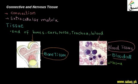 Connective Tissues, Nervous Tissues
