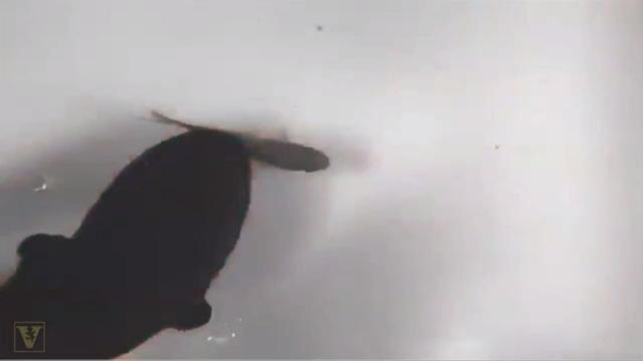Electric Eels Use Remote-Mind Control to Hunt Their Prey