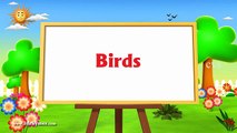 Learn English Birds Names - 3D Animation Preschool Nursery rhymes for children.mp4