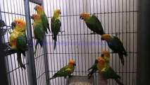 Sun and Jenday Conure Parrots of Syed Ovais Bilgrami