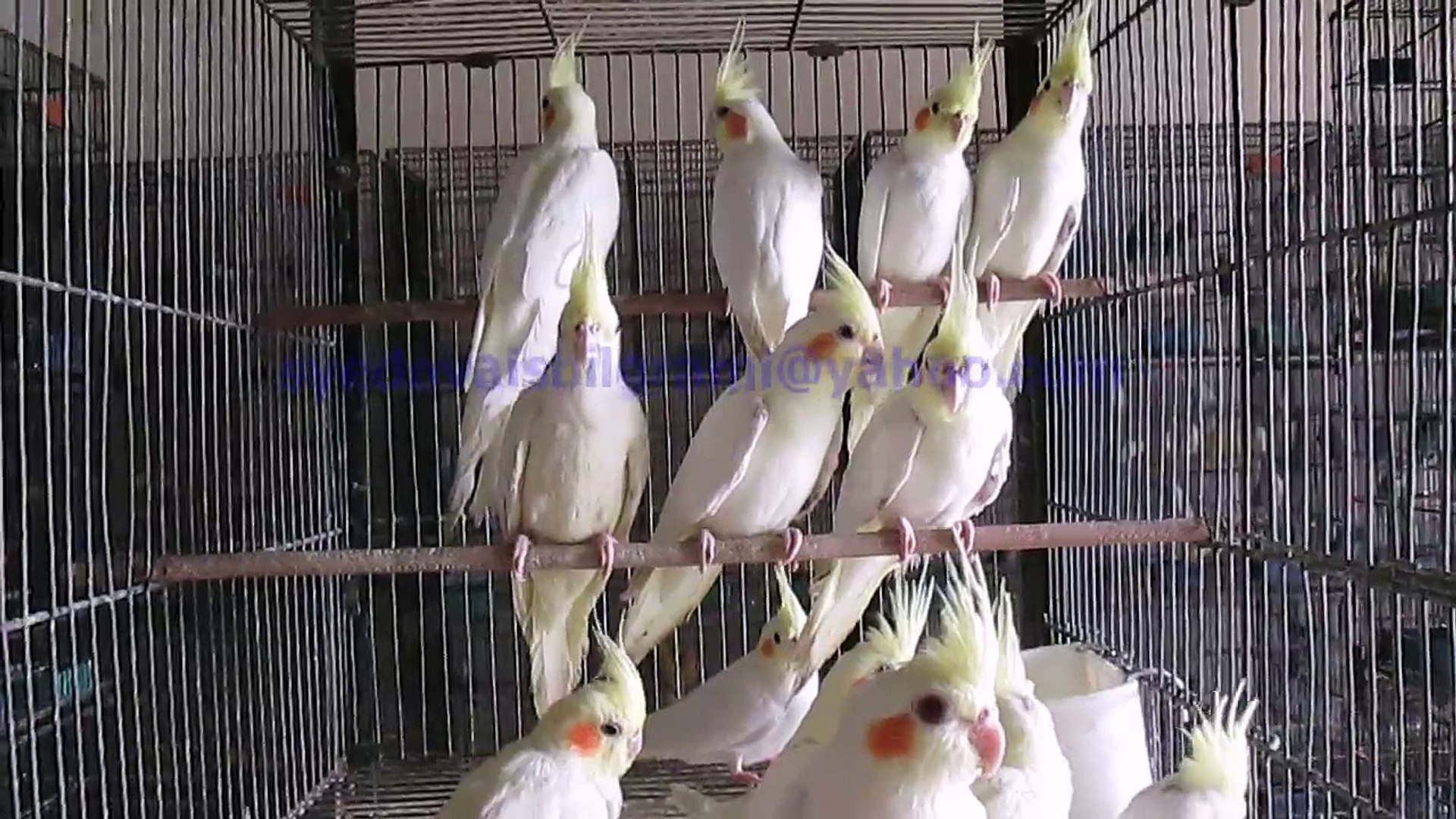 ⁣Lutino Cockatiels of Syed Ovais Bilgrami