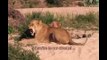 Animals mate cute reproduction Lions 2013 Animal funny