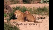 Animals mate cute reproduction Lions 2013 Animal funny