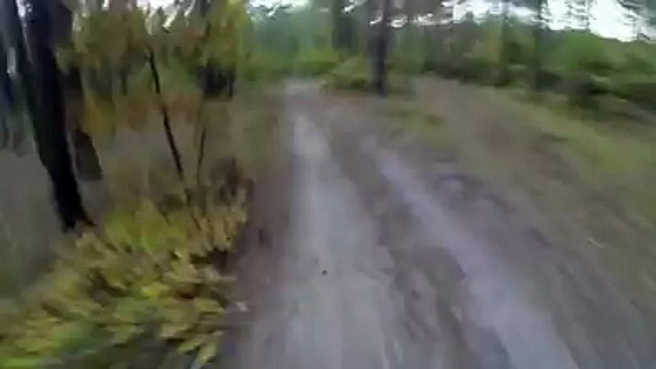 Bisikletli adamı ayı ormanda nasıl kovalıyor bakın görün.