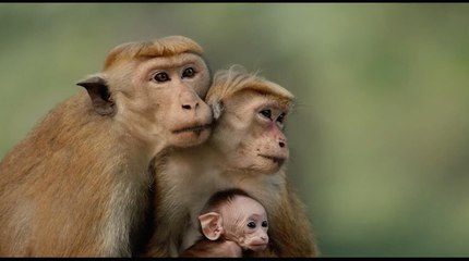 Disneynature’s MONKEY KINGDOM - Trailer