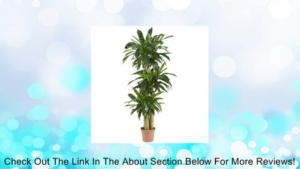Nearly Natural Corn Stalk Dracaena Silk Plant Review