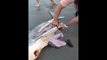 He found 3 baby sharks in the belly of a dead shark and saved their lives!