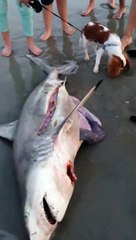 This is crazy!! Man Helps Dead Shark Give Birth To 3 Babies