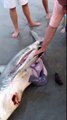 Man Helps Dead Shark Give Birth To 3 Babies
