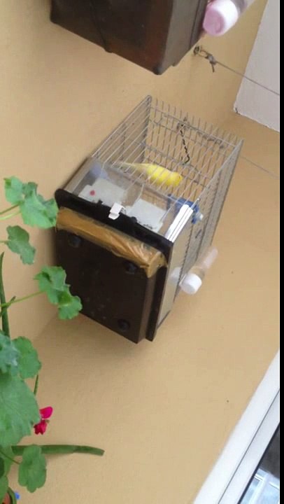 singing canary Malinois canary song malinua ötüşü kanarya sesi