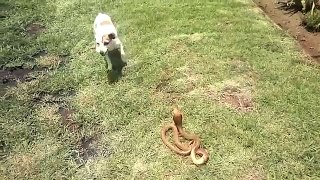 Dog vs Snake - Amazing