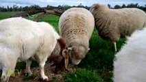 Sheep Baby Jump    Seriously Though  This Is Too Cute