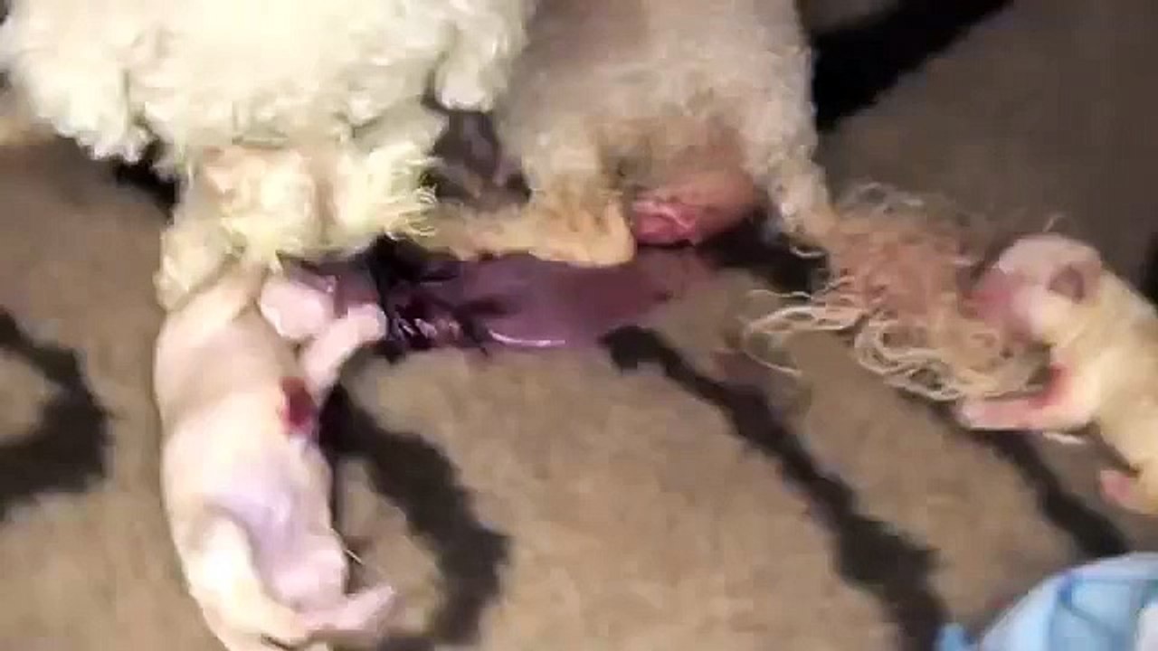 Bichon frise giving birth