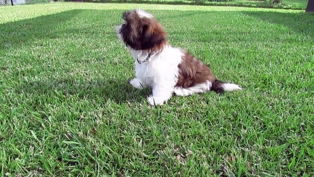 Puppies just want to have fun No.4 - Funny Shih Tzu Puppies Video