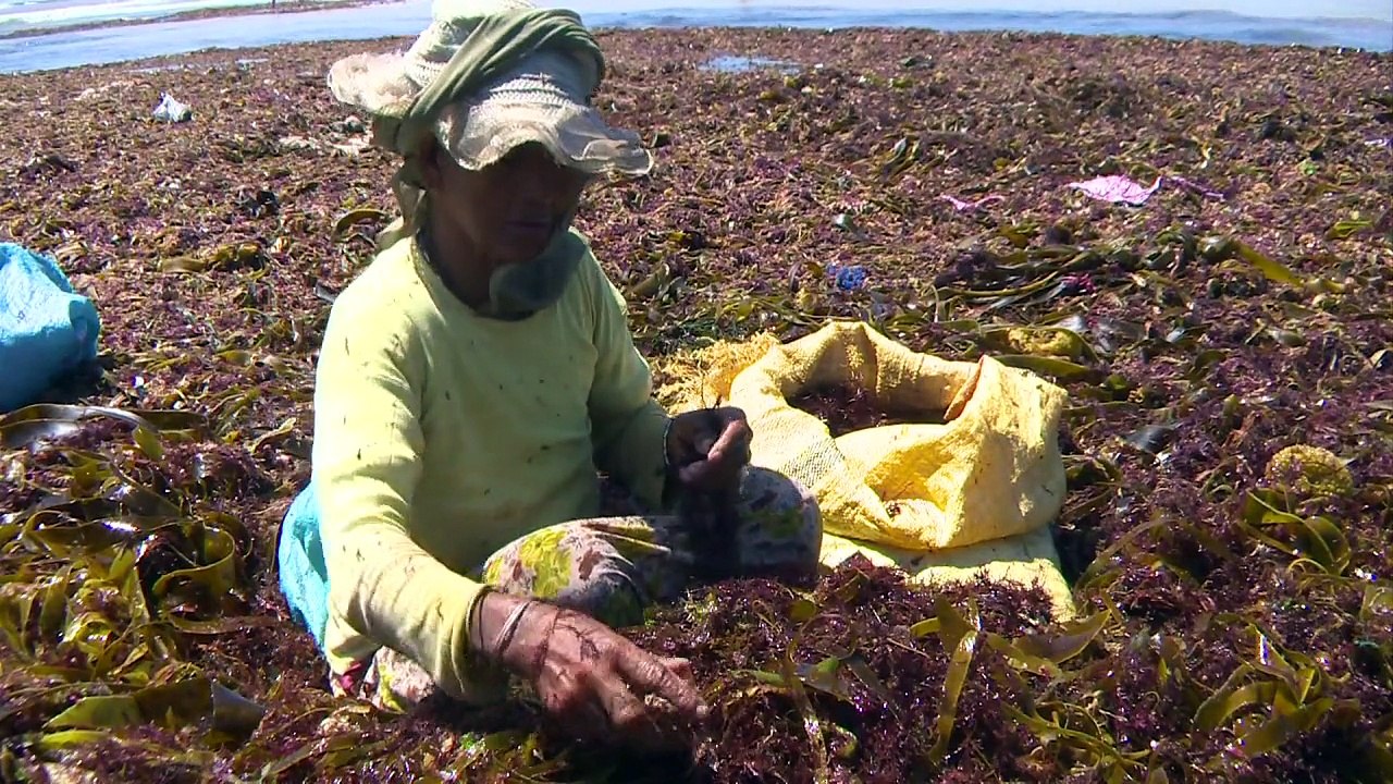 Raubbau am roten Gold in Marokko