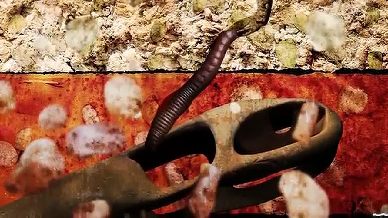 MUSEU DE CIENCIES NATURALS DE BARCELONA