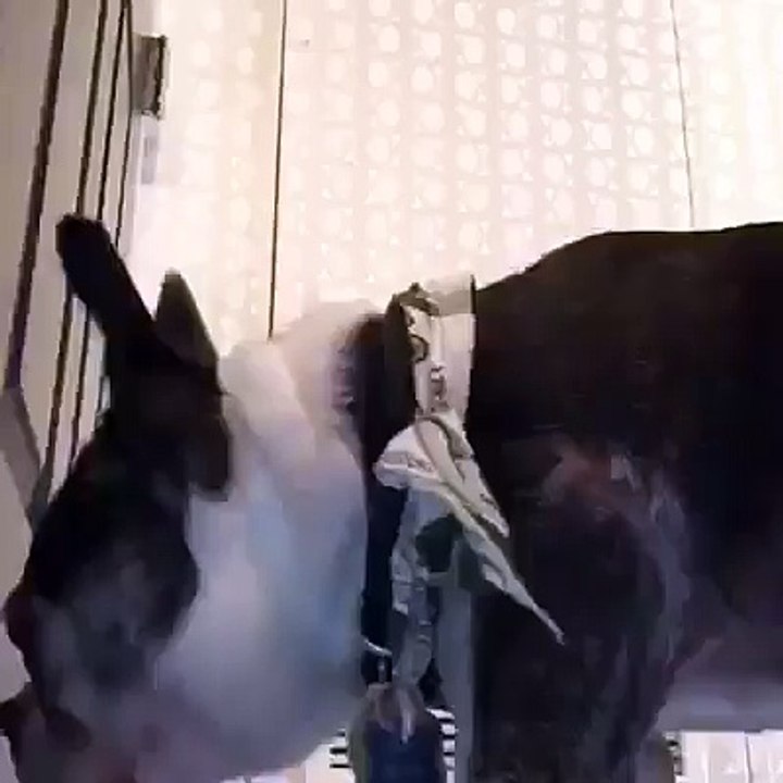 Everytime I leave Buster Beans home alone