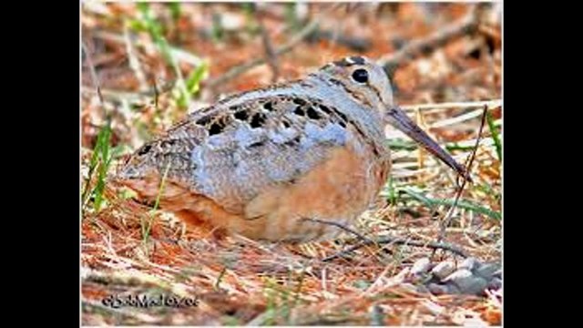 GRAZIELLINA : Prière pour une grande bécasse (Cabaret aux Chansons, Bruxelles, 2013)