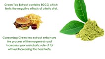 Green Tea Extract