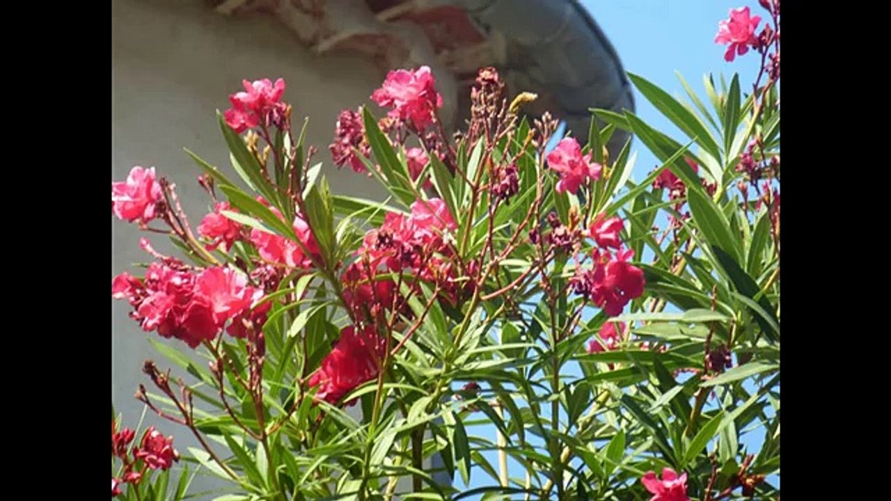 IRENE DENEUVILLE : "J'ai les mains en mal de tendresse" (paroles et musique : Irène Deneuville)